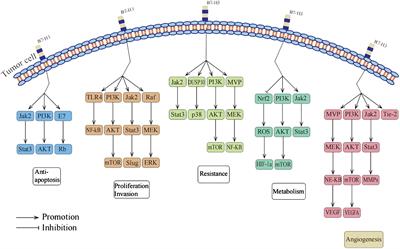 Non-immune functions of B7-H3: bridging tumor cells and the tumor vasculature